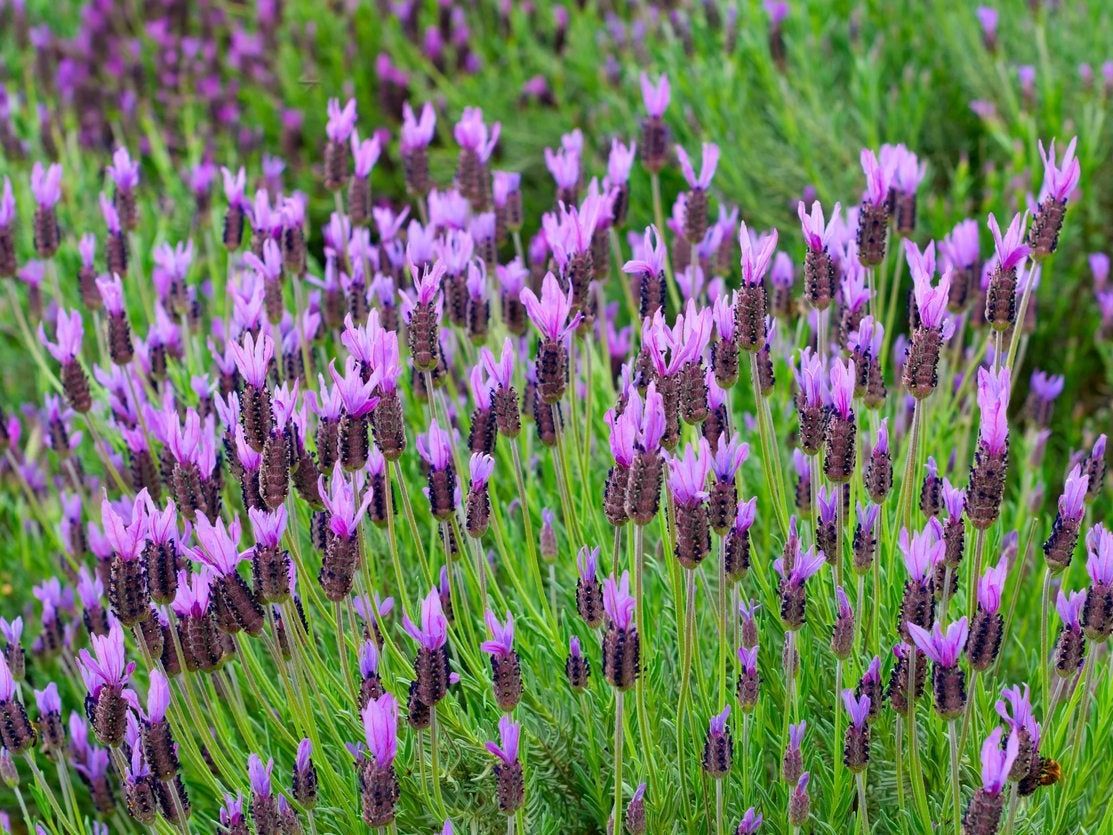 Lavender & Fragrant Herbs