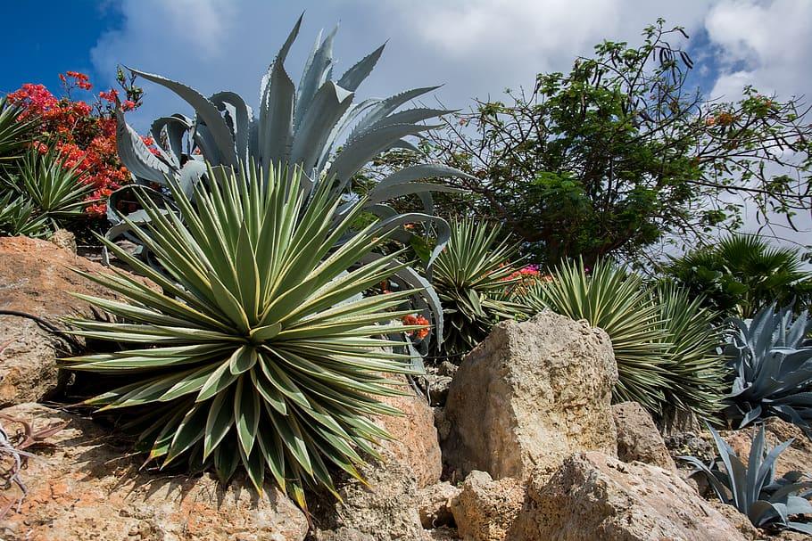 Yucca & Architectural Plants