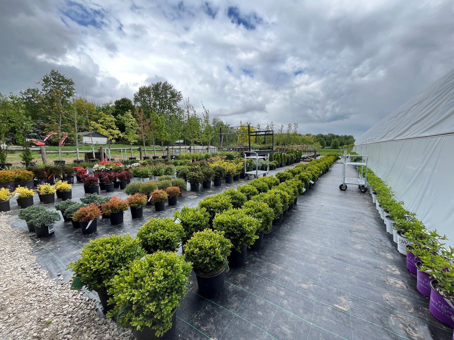 Nursery Stock