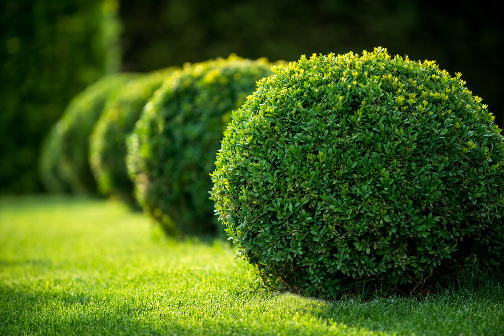 Bushes & Shrubs