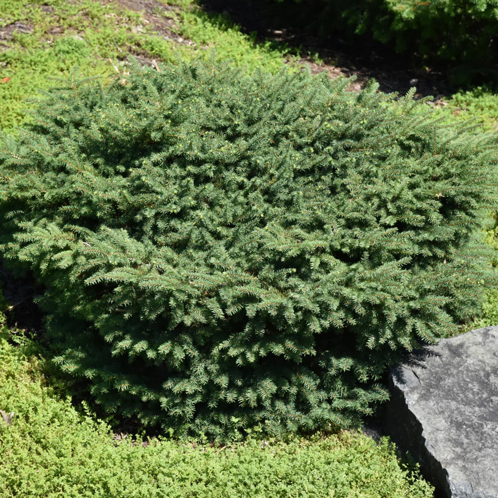 Bird's Nest Norway Spruce