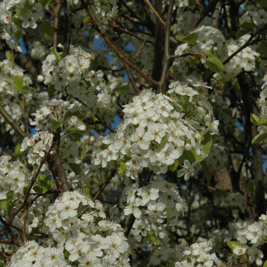 Chanticleer Callery Pear Tree
