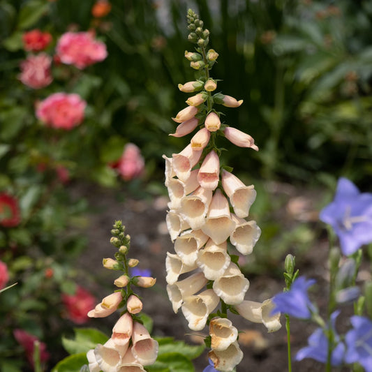 Foxglove 'Dalmatian Peach'