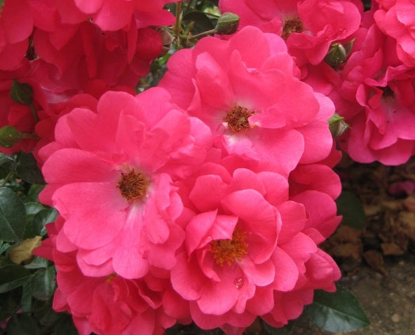 Pink Supreme Rose