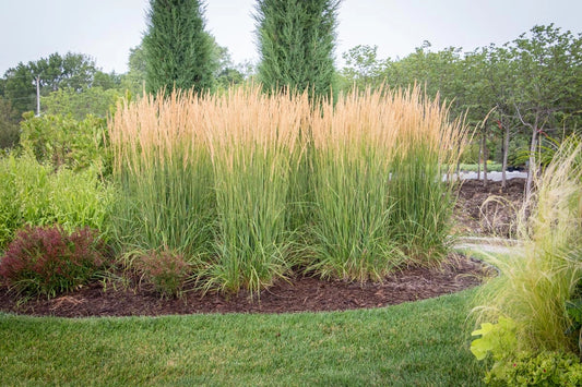 Feather Reed Grass