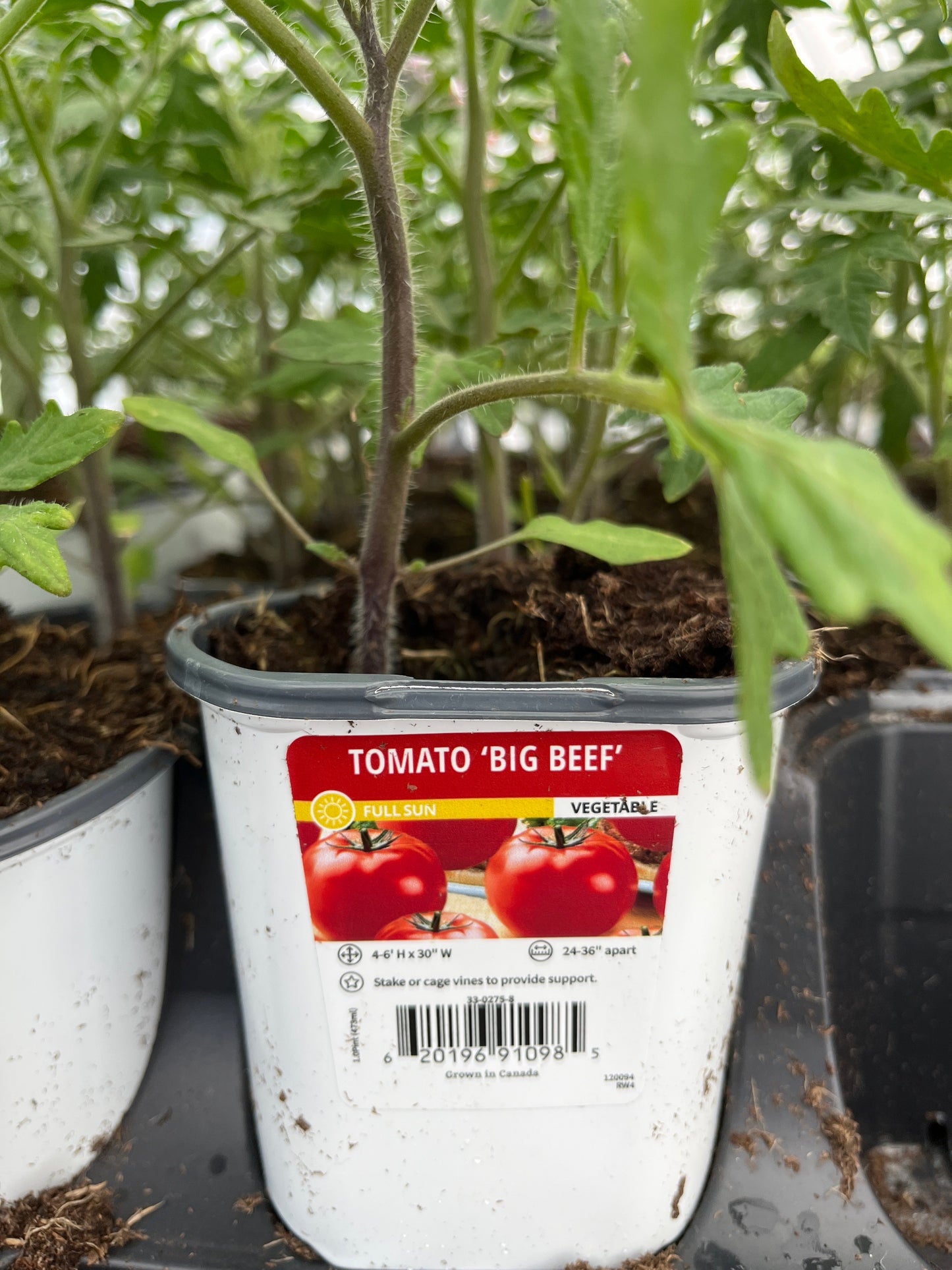 Tomato