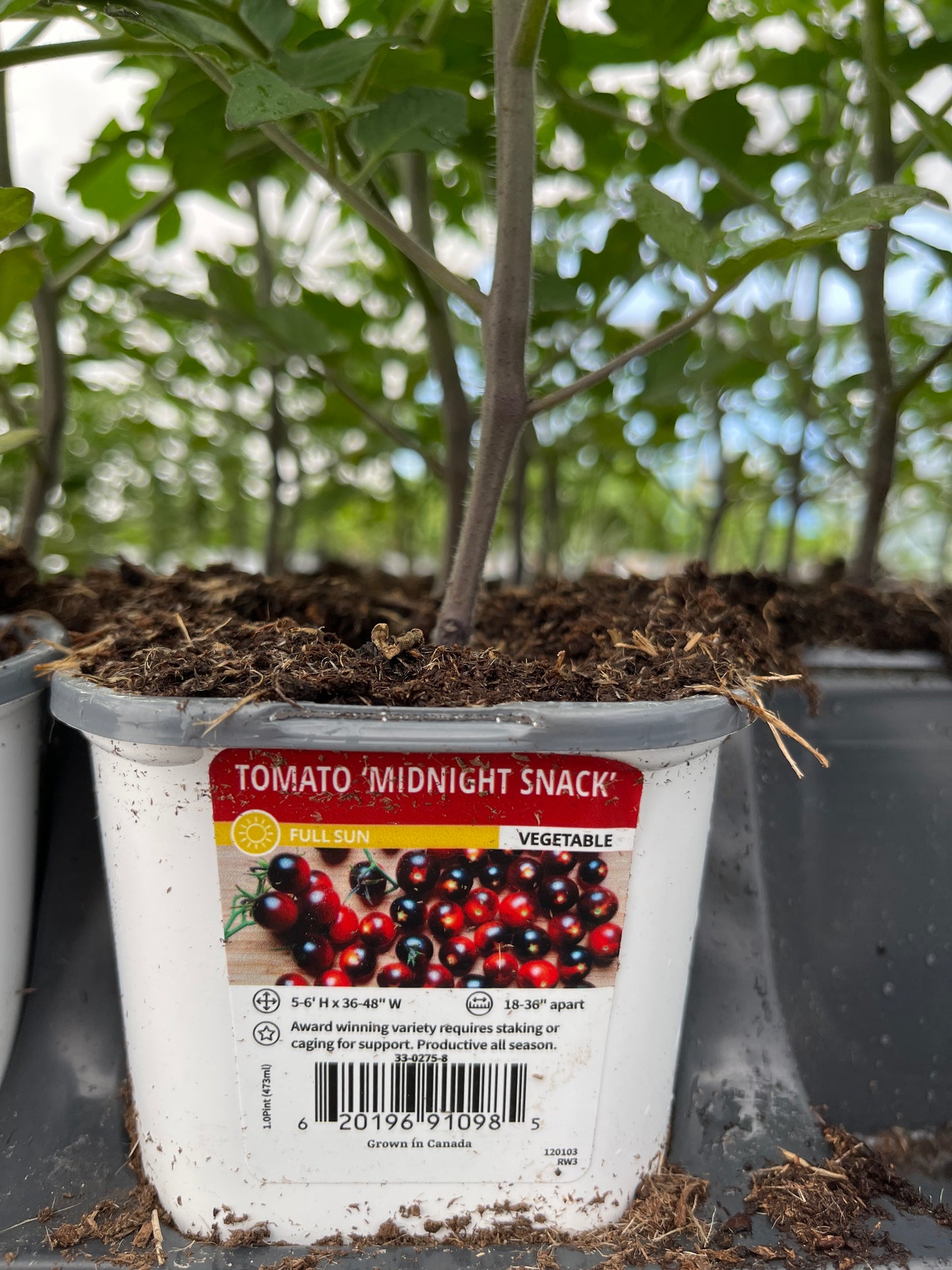 Tomato