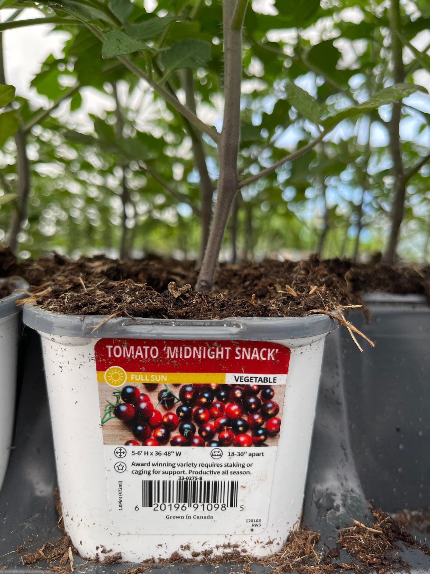 Tomato