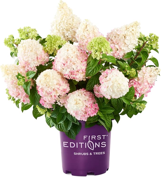Hydrangea Vanilla Strawberry™ FE®