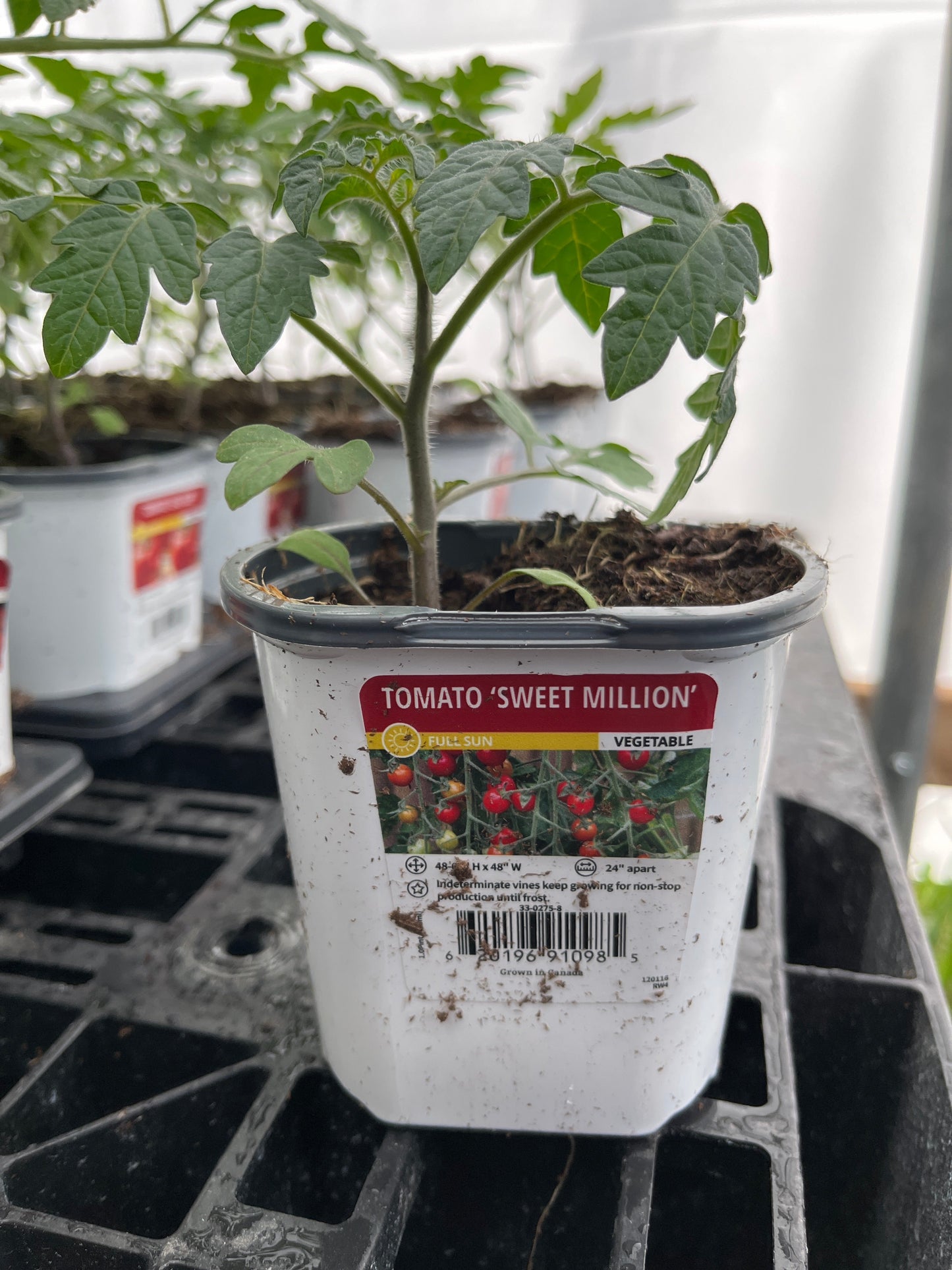 Tomato