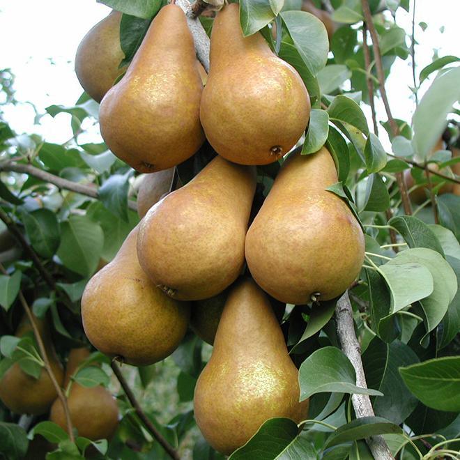 Bosc Pear Semi-Dwarf Tree