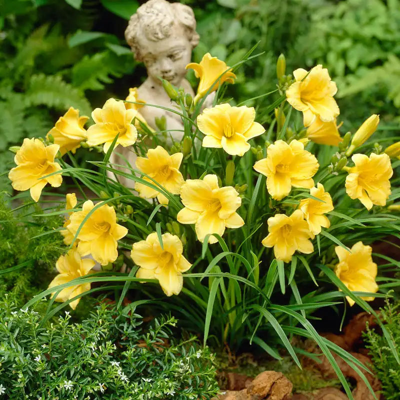 Daylily ‘Stella D’Oro’