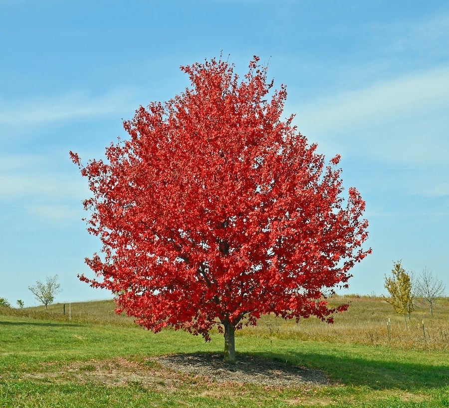 Red Sunset® Red Maple Tree