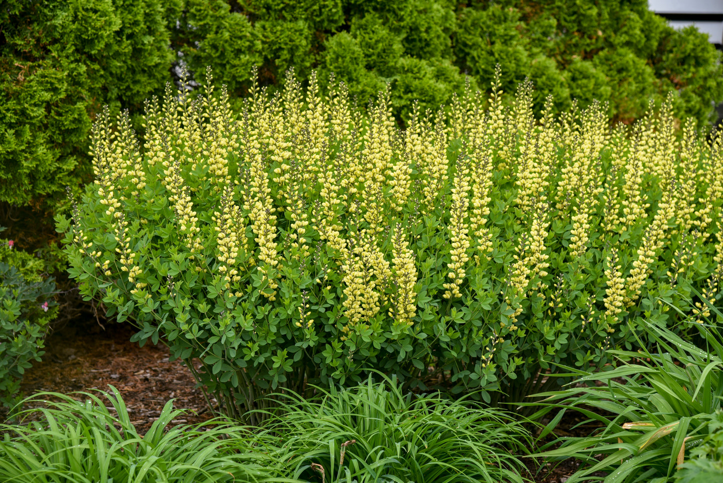 Baptisia Decadence® 'Lemon Meringue' PW®