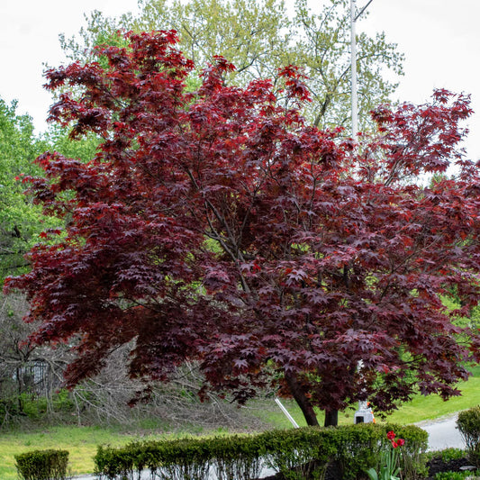 Bloodgood Japanese Maple Tree