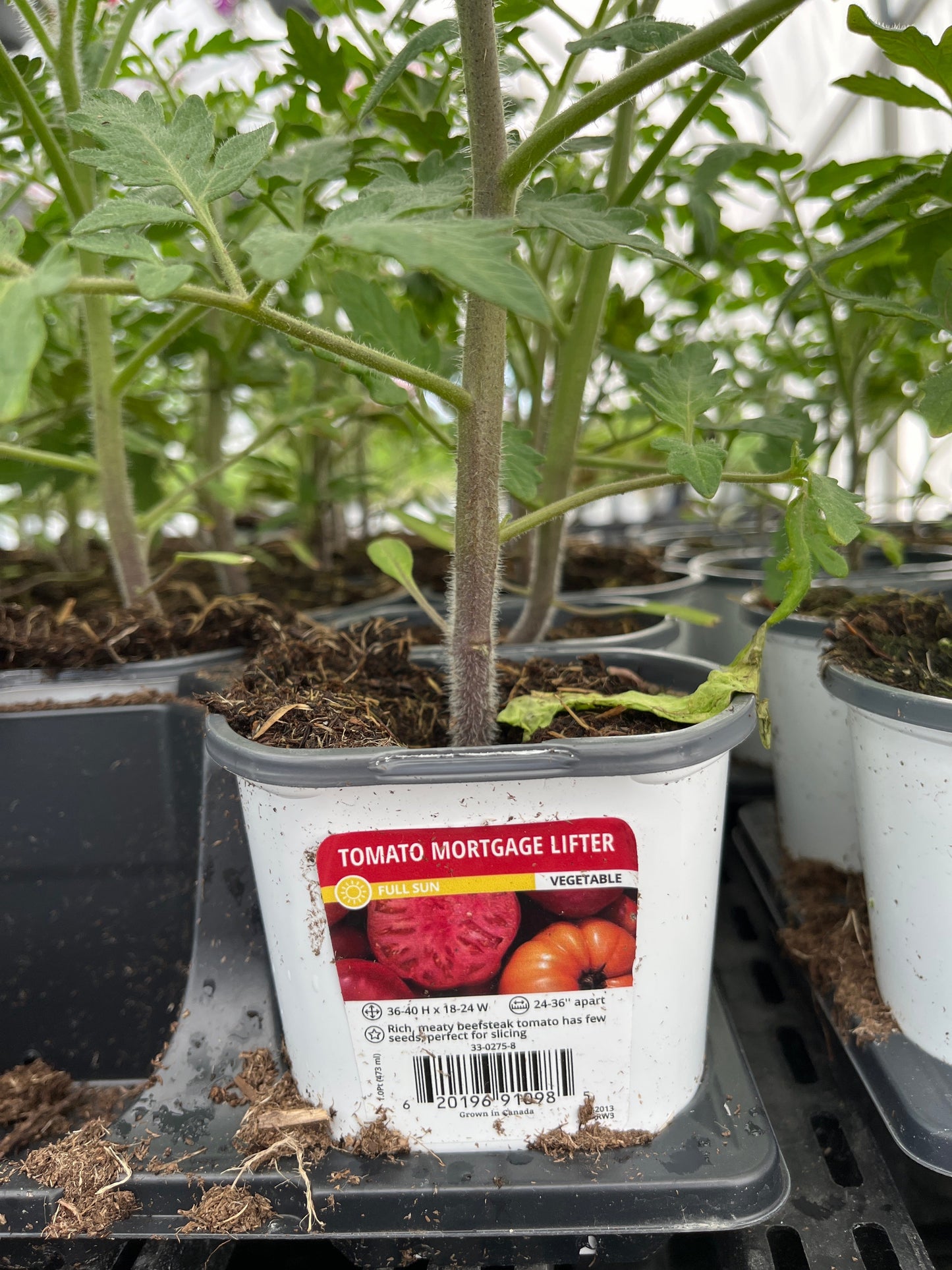 Tomato