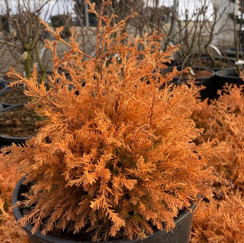 Thuja occidentalis Fire Chief™