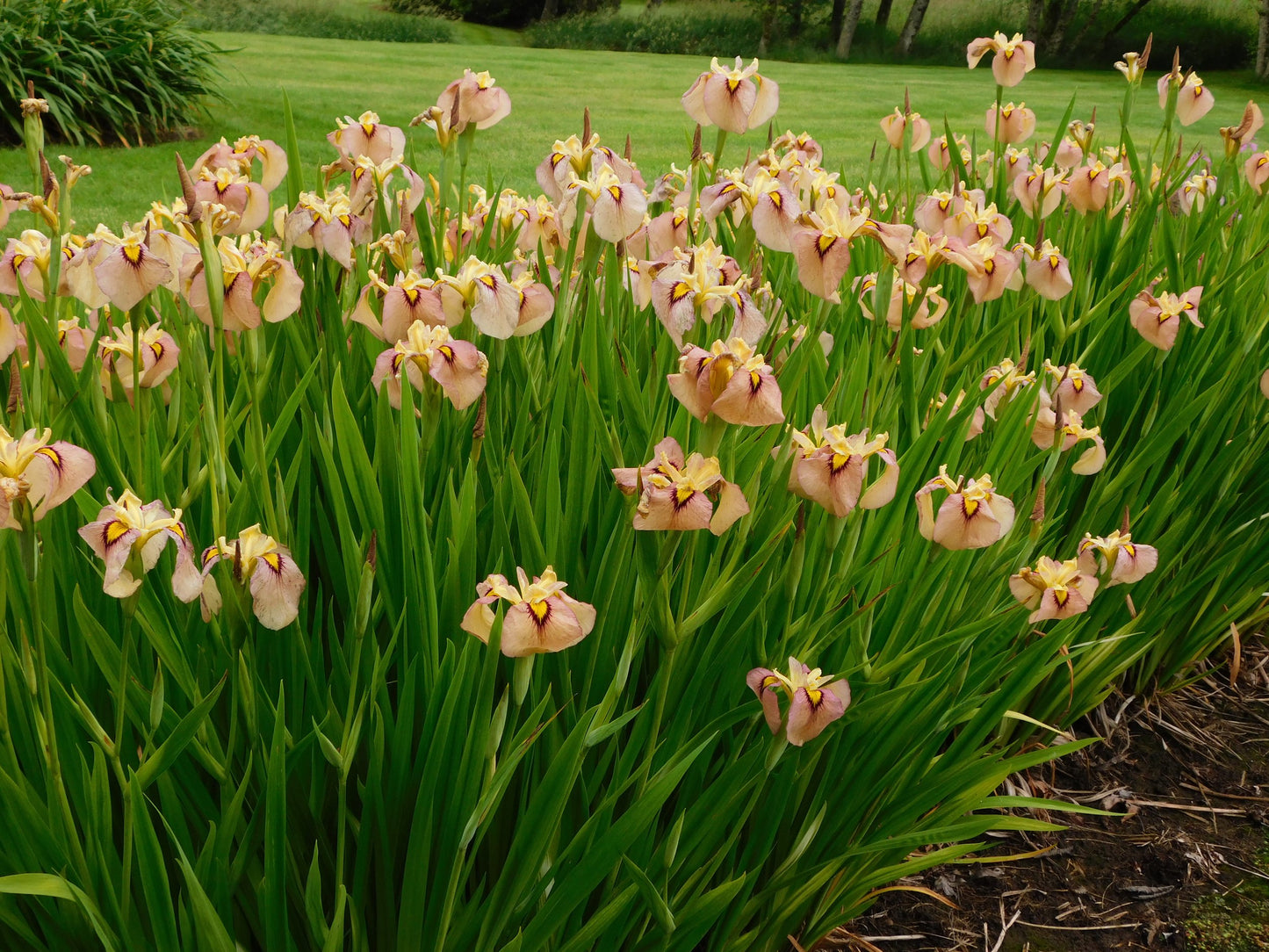 Iris pseudata 'Yarai'