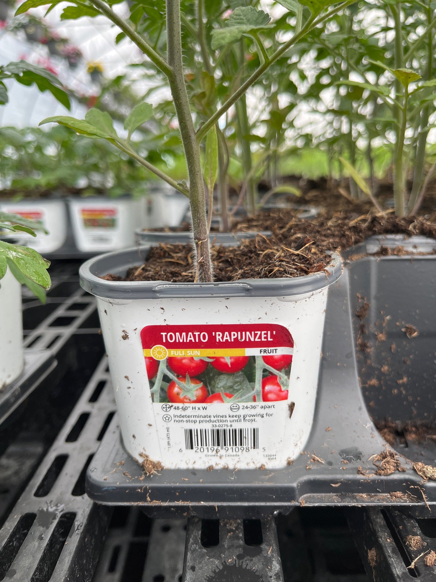 Tomato