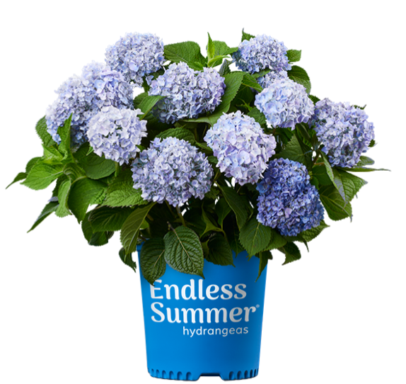 Hydrangea Endless Summer® The Original