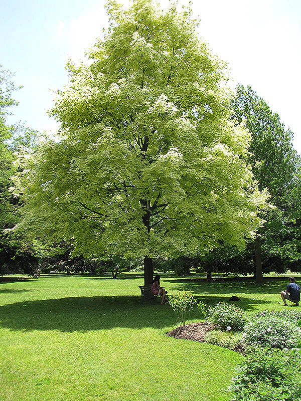 Norway Maple 'Drummondii' Tree