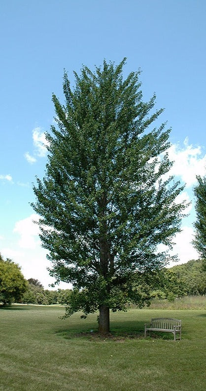 Maidenhair Tree