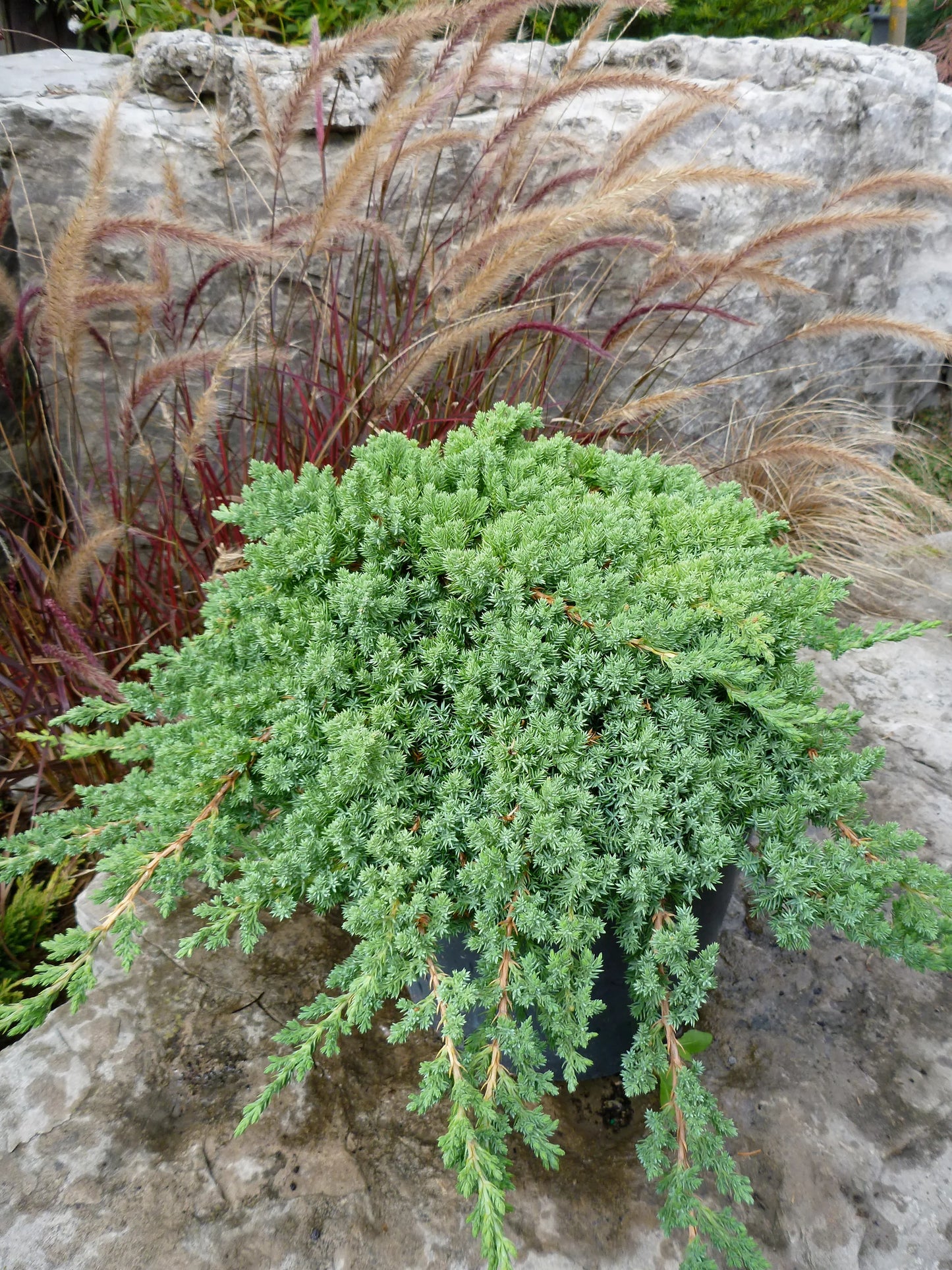 Nana Juniper