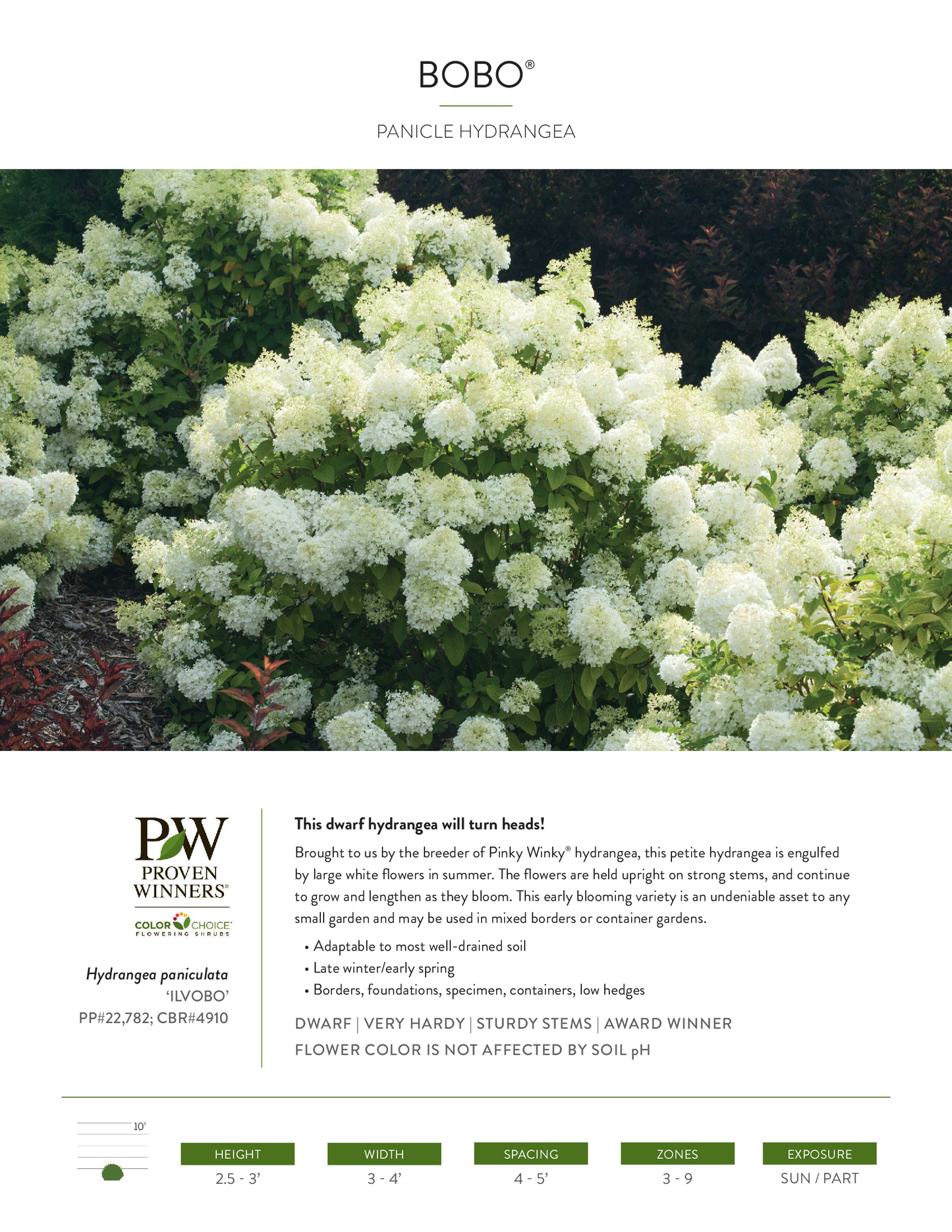 Hydrangea Bobo® PW®