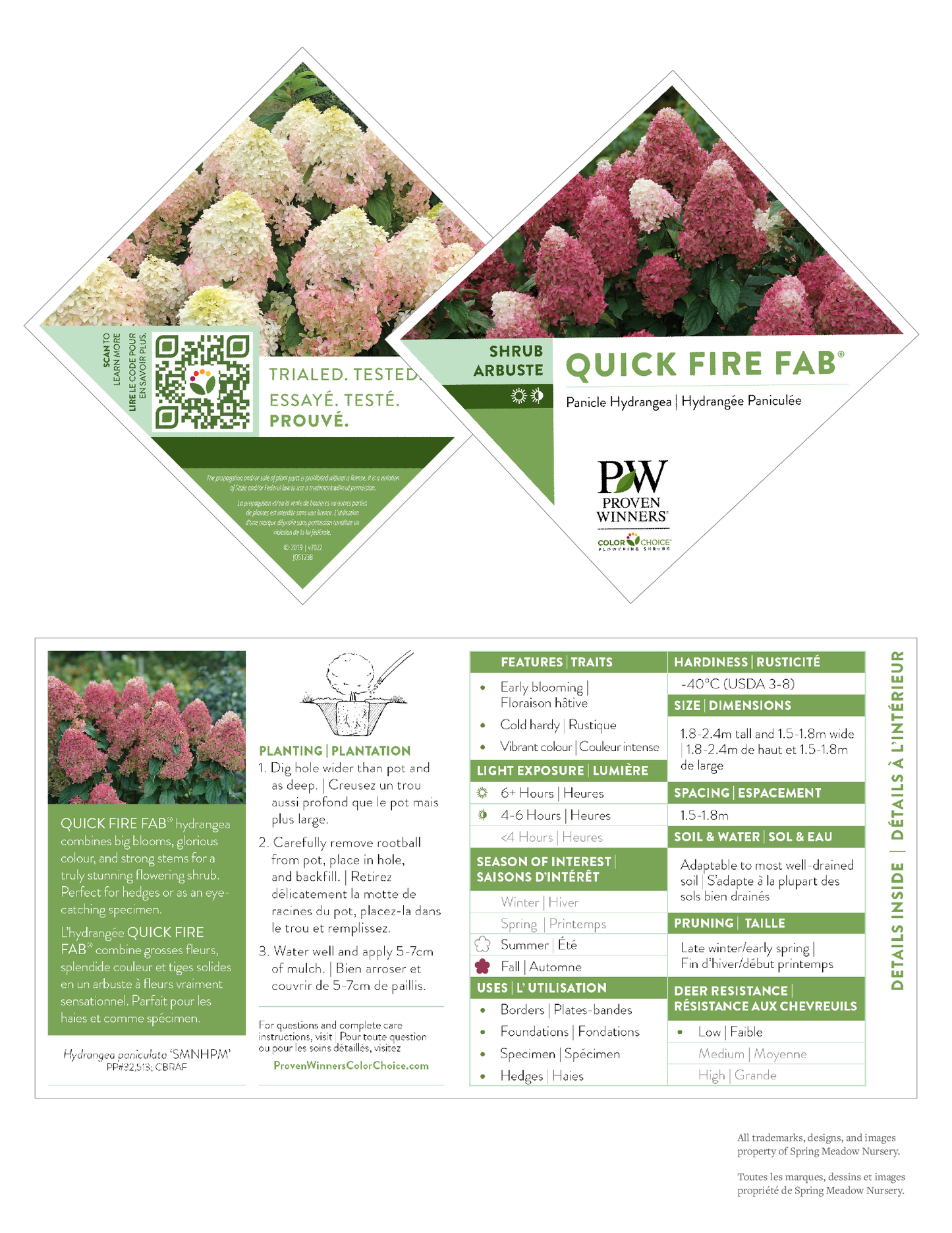 Hydrangea paniculata Quick Fire® PW®