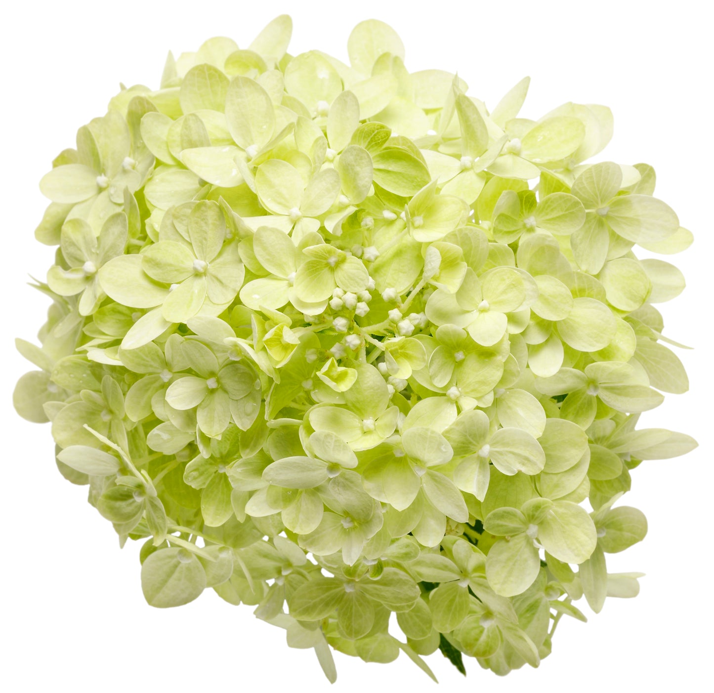 Hydrangea Little Lime® PW®