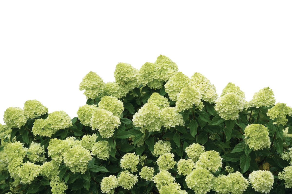 Hydrangea Little Lime® PW®