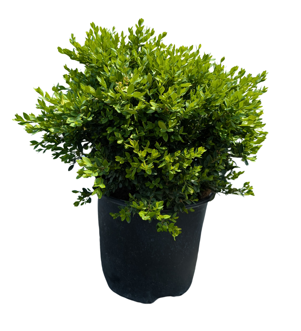Green Velvet Boxwood