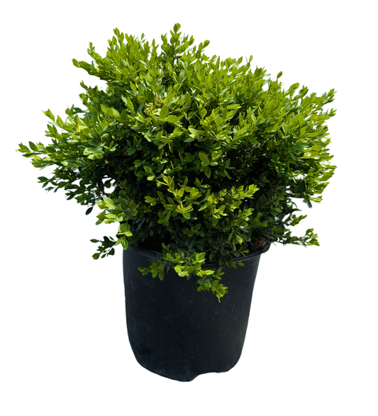 Green Velvet Boxwood