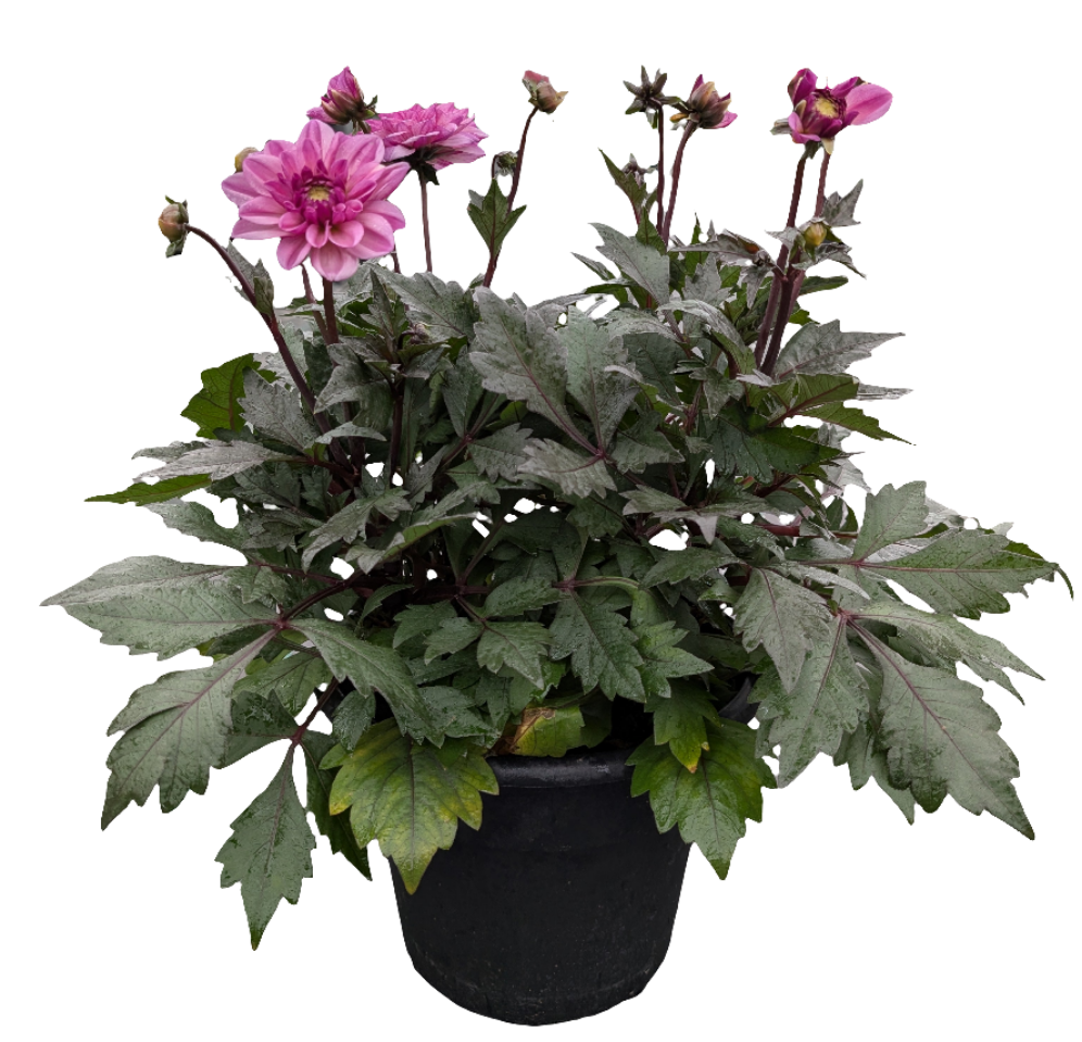 10" Patio Pot