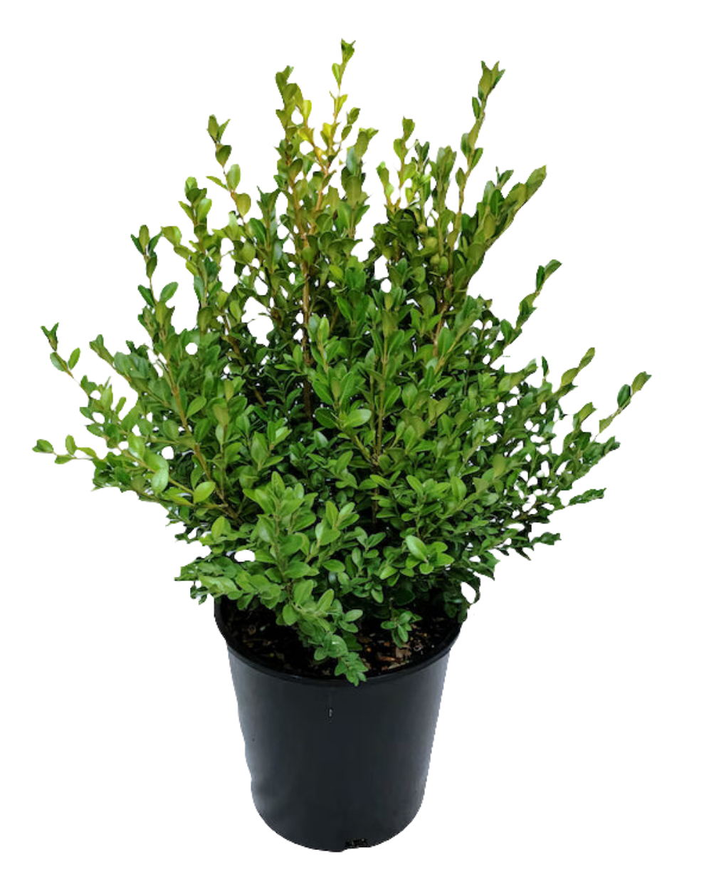 Green Mountain Boxwood