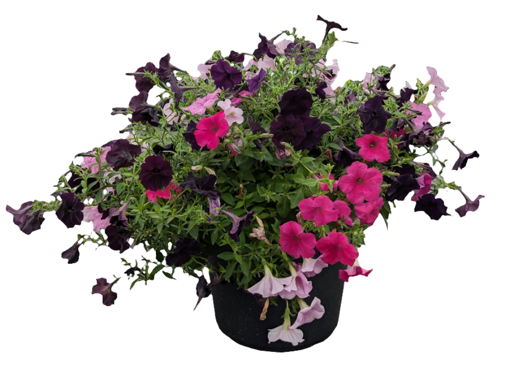 13" Planter