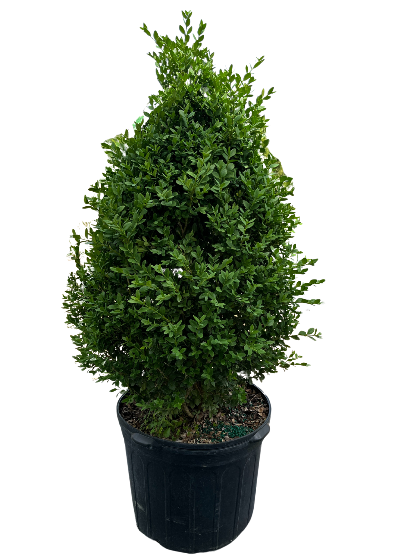 Green Mountain Boxwood (Cone)