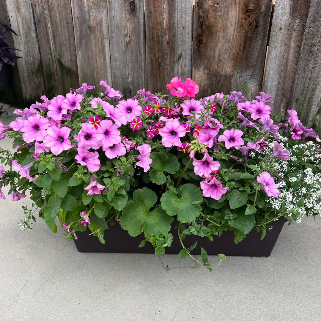 Annual Window Box