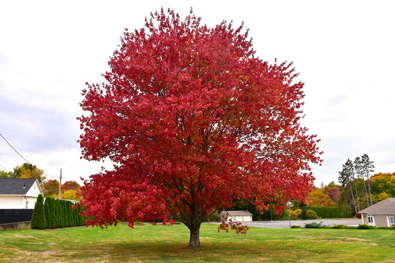 Red Maple (Acer rubrum) Tree
