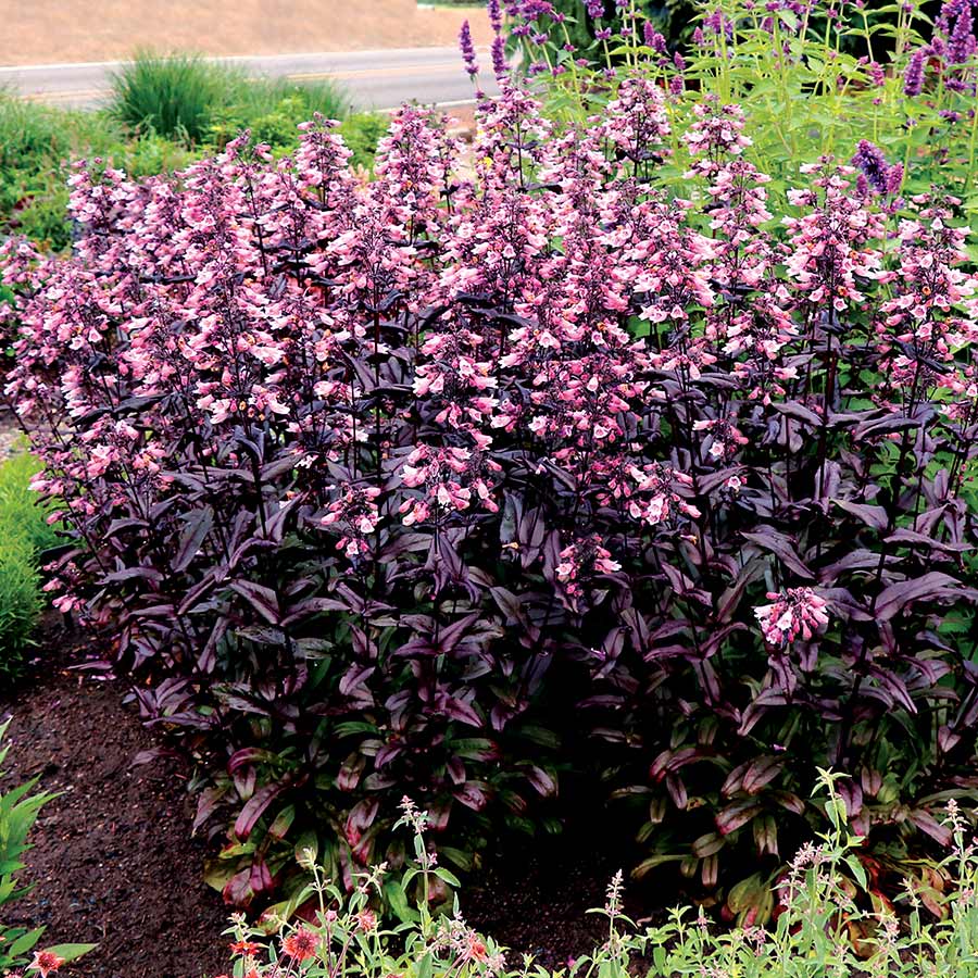 Penstemon Dakota™ Burgundy