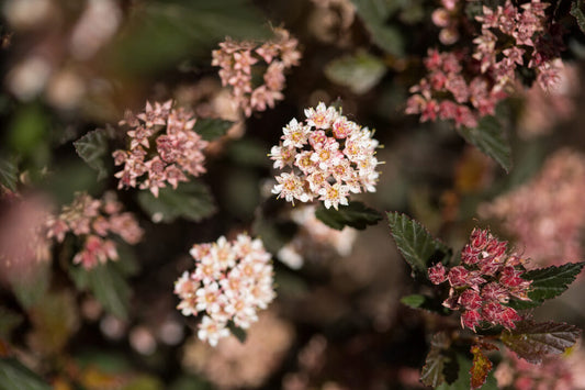 Ninebark Little Devil™ FE®