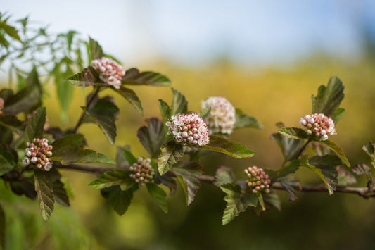 Amber Jubilee™ Ninebark