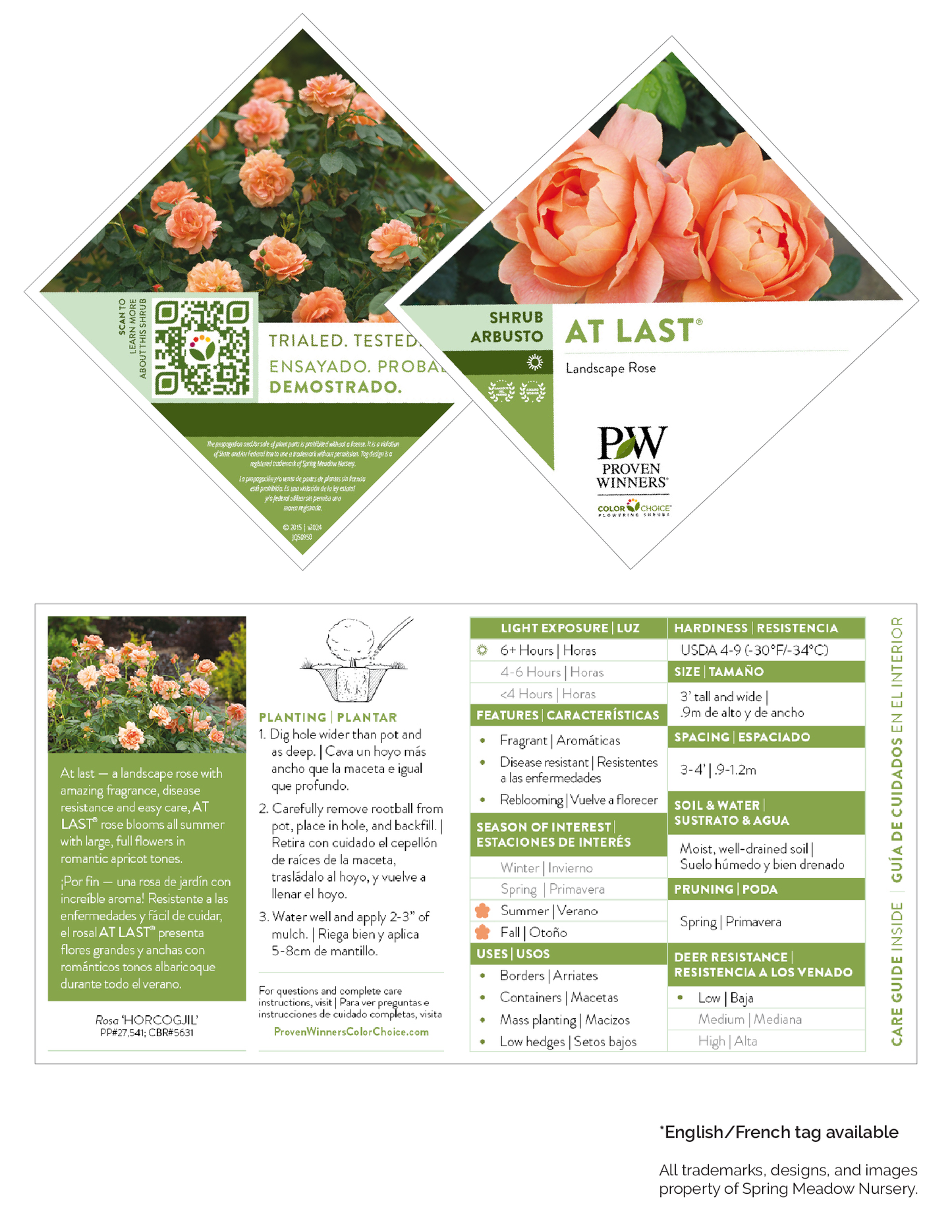 At Last® Rose