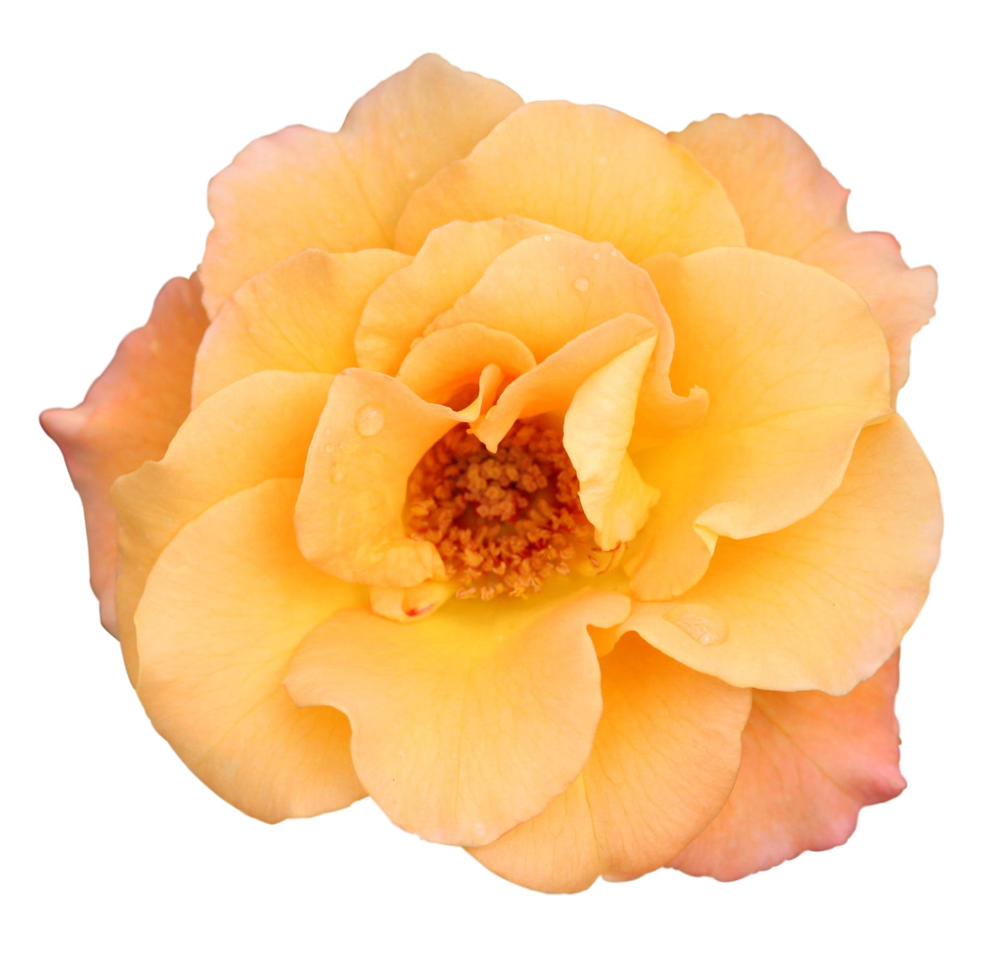 Suñorita Rose