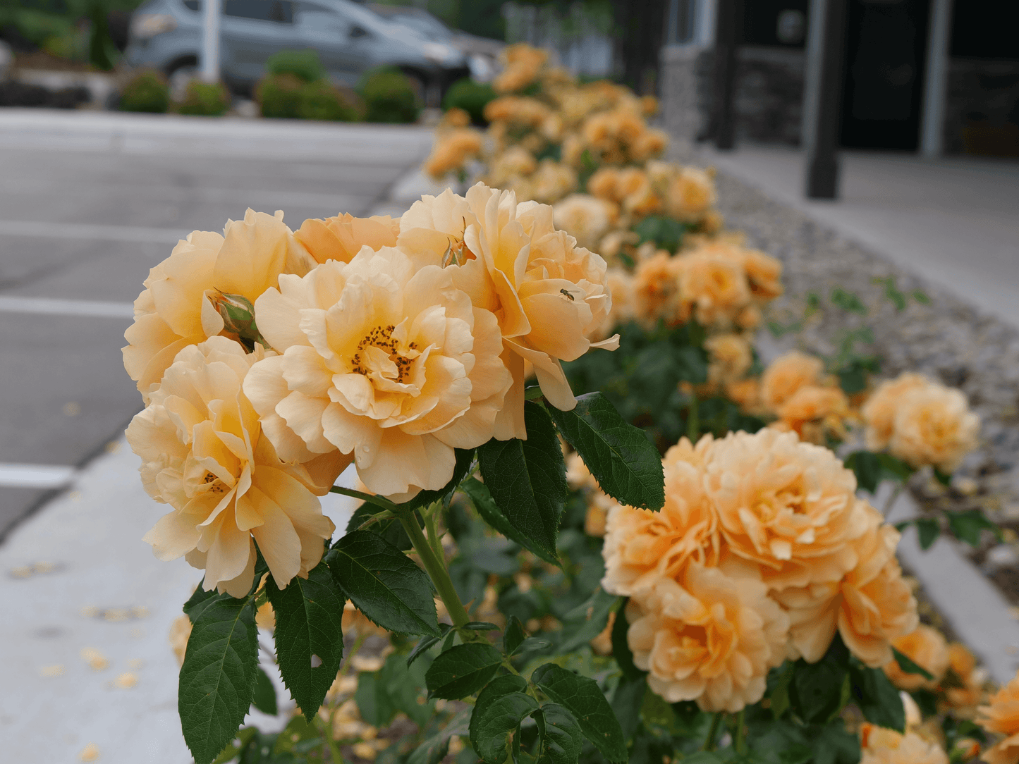 At Last® Rose