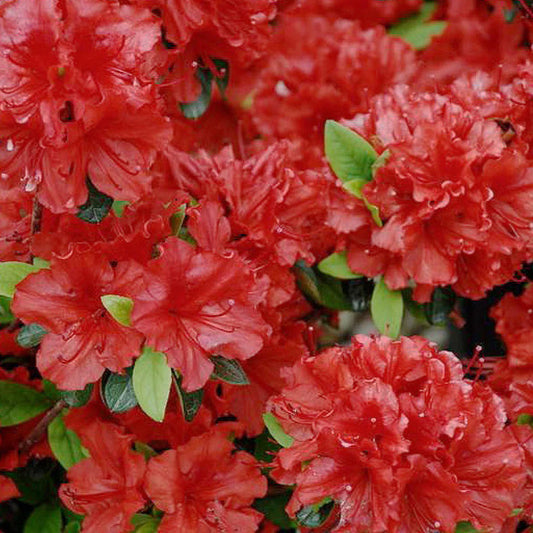 Azalea 'Girard's Hot Shot'