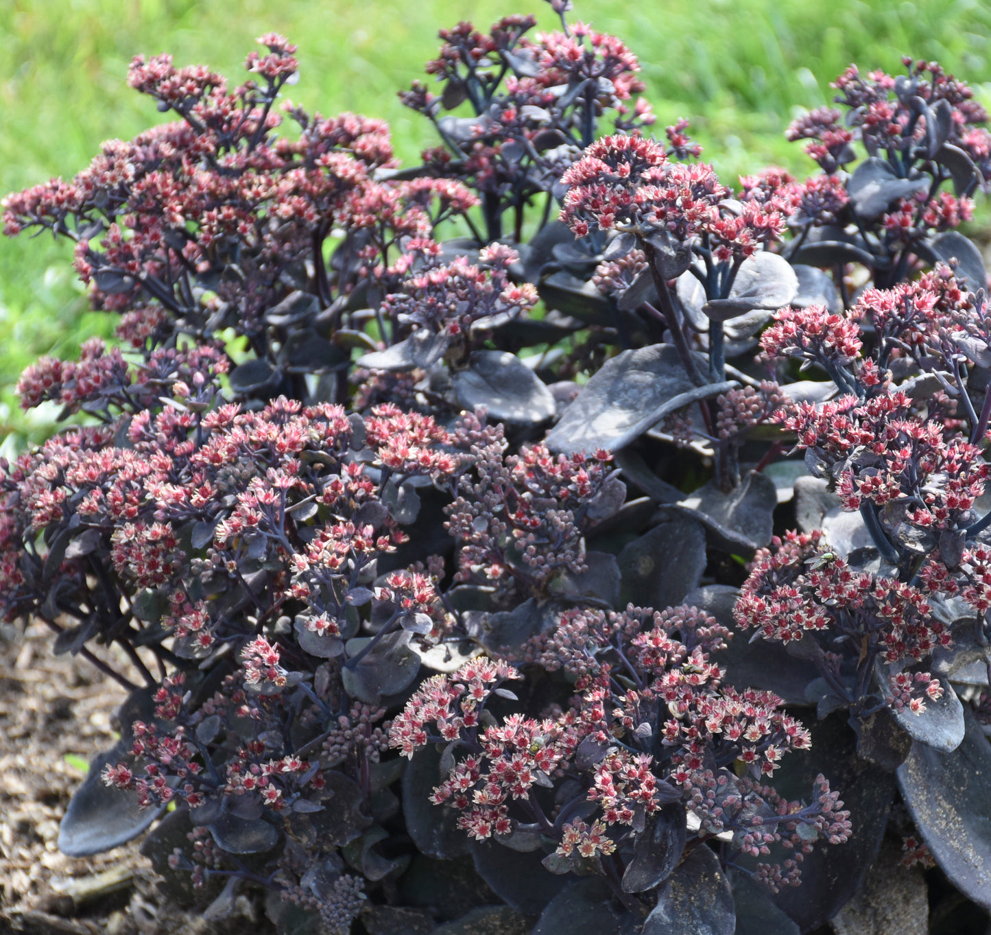 Sedum Rock 'N Grow® 'Back in Black' PW®