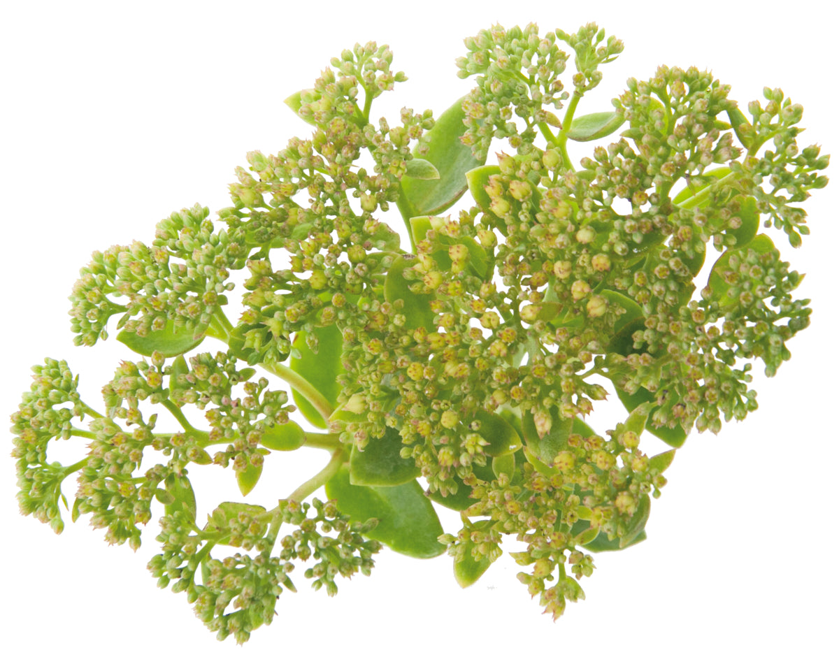 Sedum Rock 'N Grow® 'Lemonjade' PW®