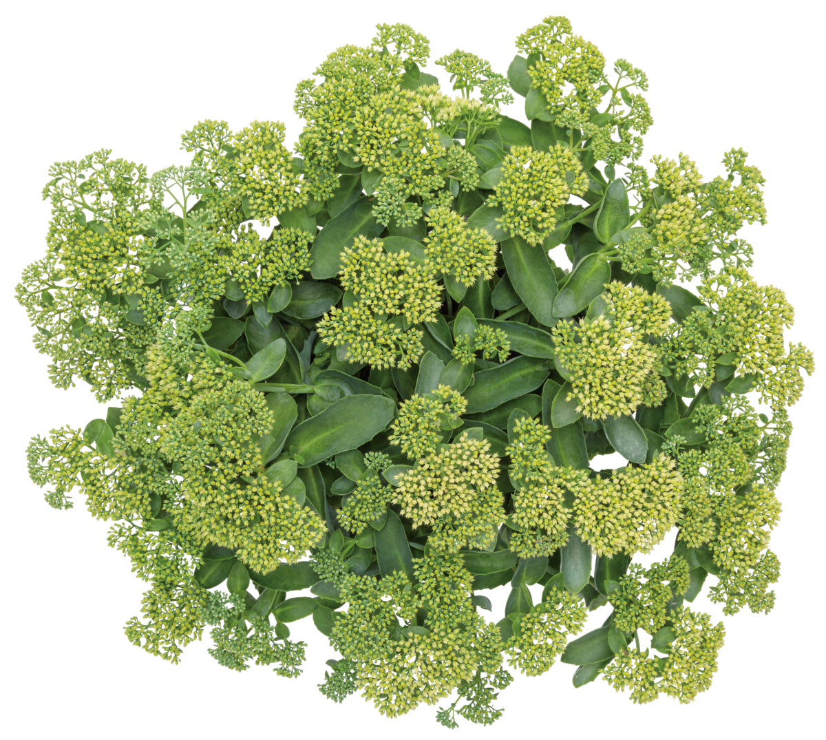Sedum Rock 'N Grow® 'Lemonjade' PW®