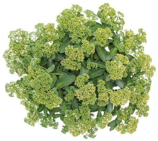 Sedum Rock 'N Grow® 'Lemonjade' PW®